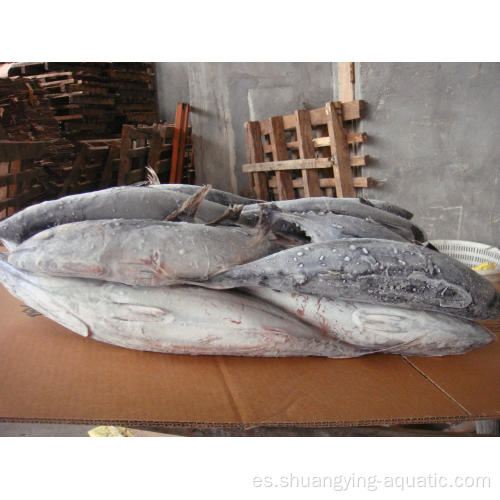 Pescado de bonito congelado entero para enlatarse